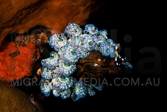 Blue Dragon Nudibranch