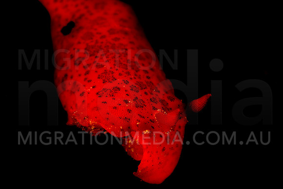 Red Nudi Pop