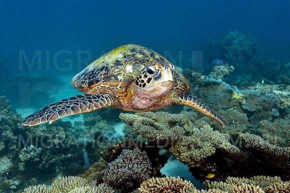 Beautiful Turtle Portrait