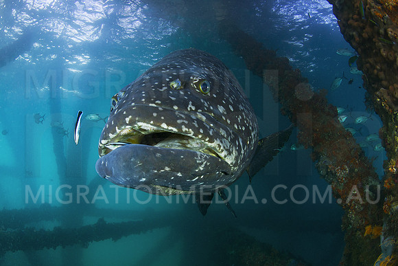 Giant Queensland Grouper with Wrasse In Mouth