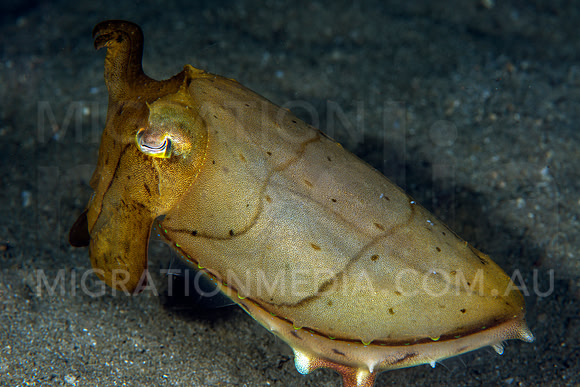 Juvenile Cuttlefish Side-On