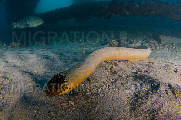Olive Sea Snake Close-Up