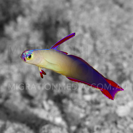 Dartfish Pop