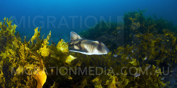 Port Jacks Shark and Weed