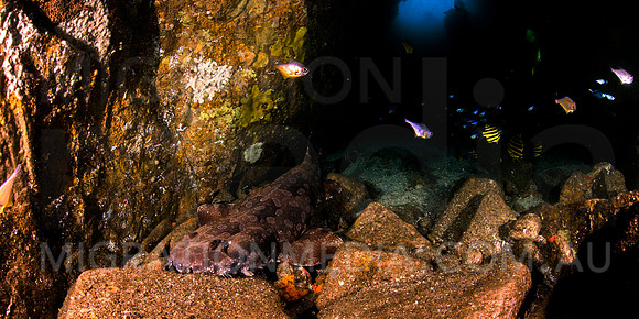 Wobbegong in Cave