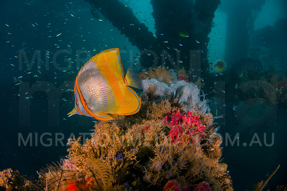 Butterflyfish Jetty