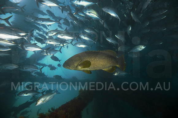 Queensland Grouper and Jacks