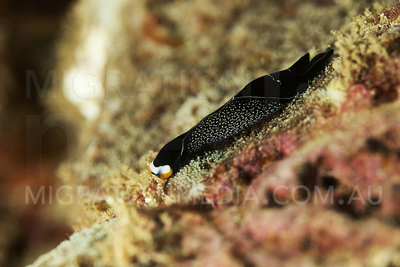 Black Sea Slug