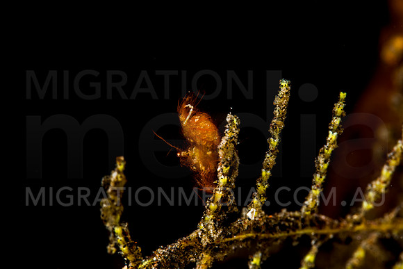 Hairy Shrimp (3)