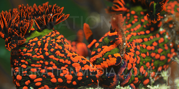 Bright Nembrotha Nudibranchs