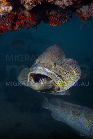 Grouper Gills Open
