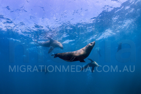New Zealand Fur Seals at Surface