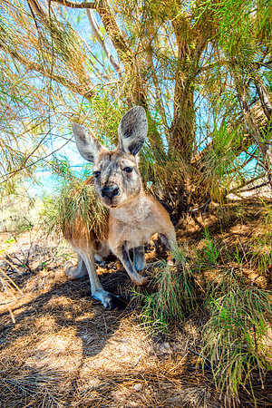 Beautiful Euro Wallaroo Kangaroo