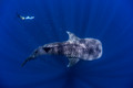 Whale Shark with Freediver