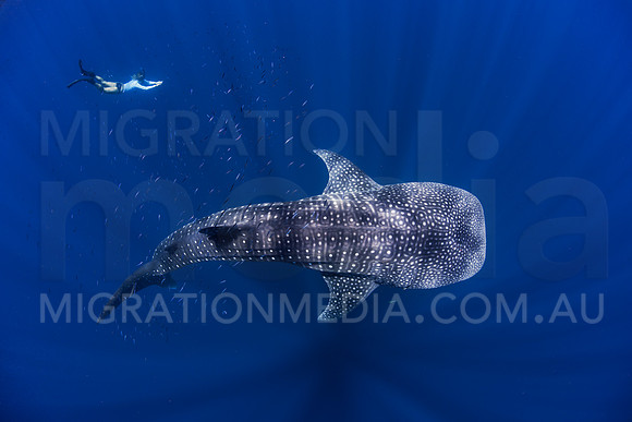 Whale Shark with Freediver