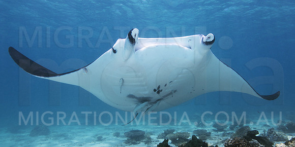 Manta Ray Playful