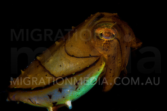 Juvenile Cuttlefish Black Background