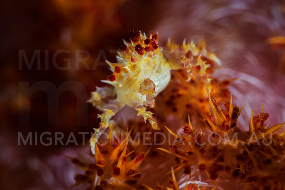 Soft Coral Crab Portrait