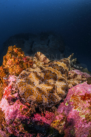 Wobbegong
