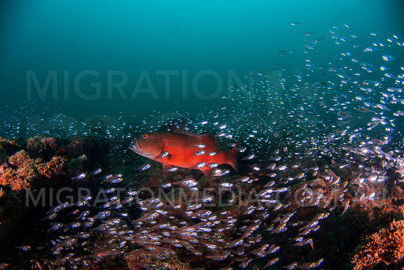 Coral Trout with Glassfish