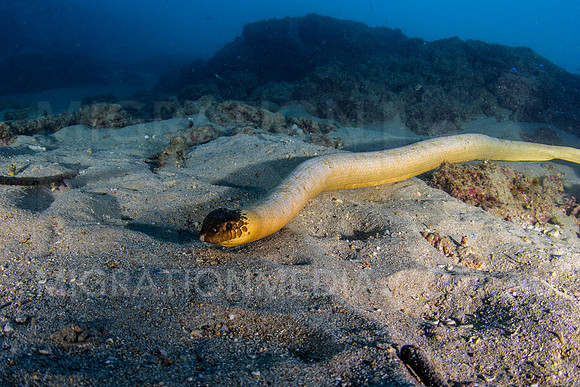 Olive Sea Snake Hunting