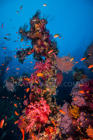 Coral Encrusted Shipwreck Structure