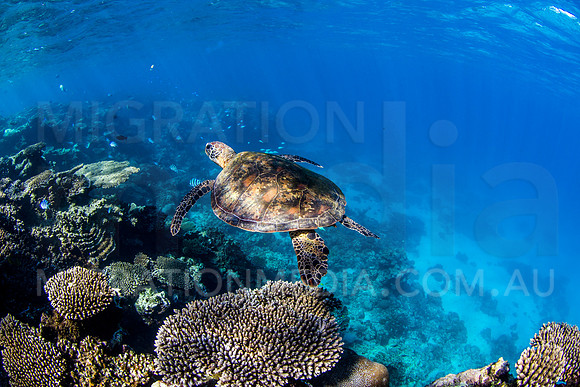 Green Turtle at Drop-Off