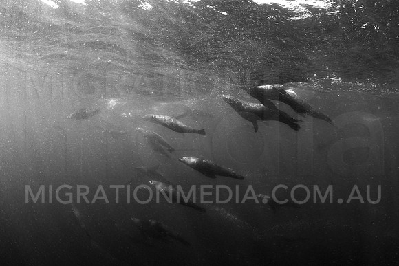 Herd of Seals B&W