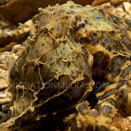 Blue-Ringed Octopus Head