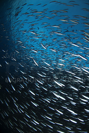 Fish Explosion