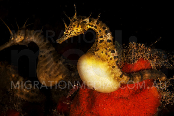 Potbelly Seahorses
