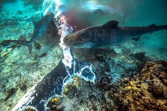 Tiger Sharks Biting on Humpback Whale Carcass