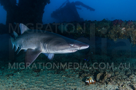 Grey Nurse Shark Smiling at Navy Pier