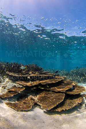 Plate Coral and Chromis