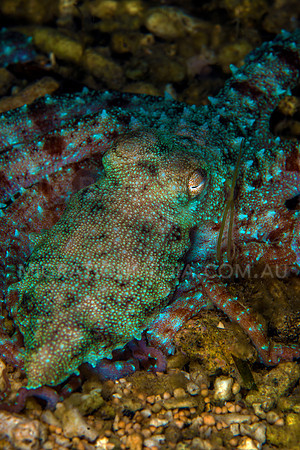 Vibrant Octopus Face