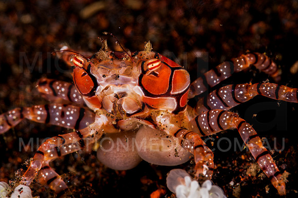 Boxer Crab (2)