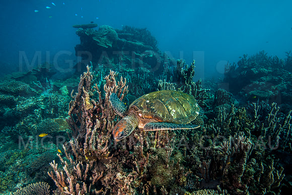 Green Turtle Gliding over Reef