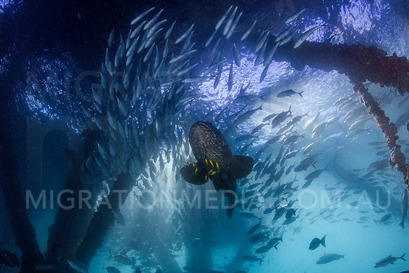 Big-Eye Trevally Schooling and BFG Under Navy Pier