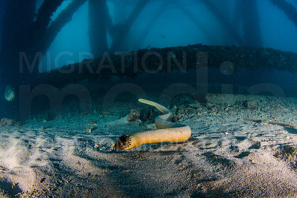 Olive Sea Snake at Pier