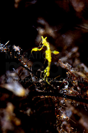 Tiny Jesus Shrimp