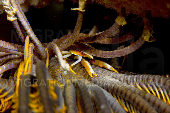 Squat Lobster