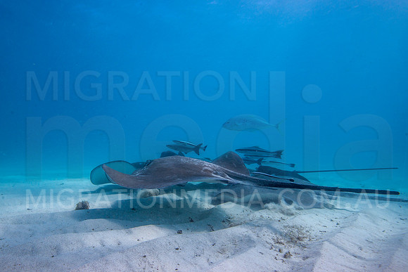 Fever of Stingrays