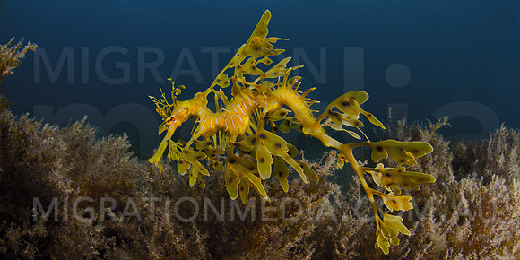 Leafy Sea Dragon Profile
