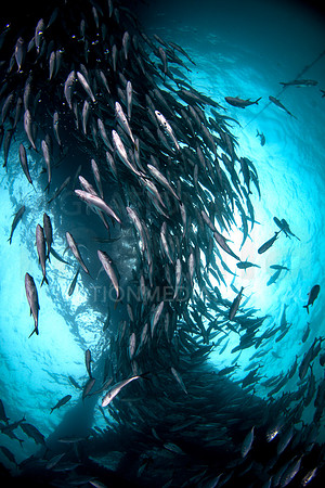 Schooling Jacks