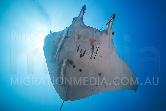 Manta Ray & Sun