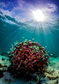 Staghorn & Chromis