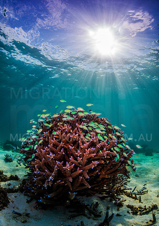 Staghorn & Chromis