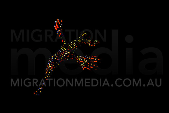 Black Ornate Ghost Pipefish Black Background