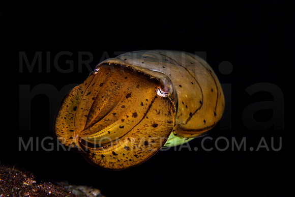 Curious Cuttlefish