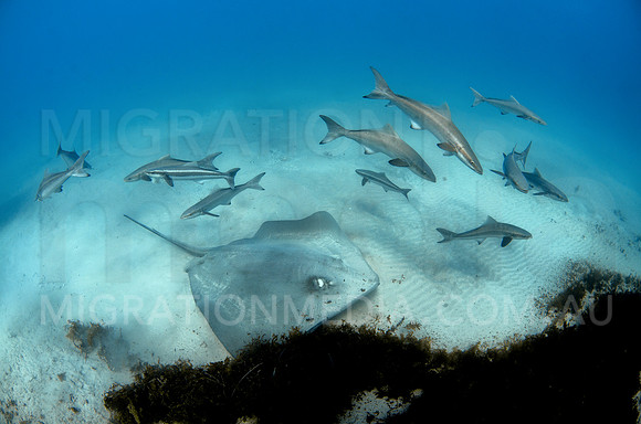 Cobias and Stingray Foraging in Sand